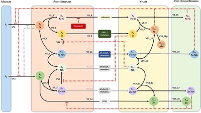 A dynamic compartment model for xylem loading and long-distance transport of iron explains the effect of kanamycin on metal uptake in Arabidopsis